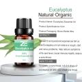 100% Pure Natural Eucalyptus Essential Oil for Massage