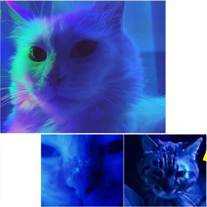 365 Scorpion UV Flashlight: Black Light Ultraviolet LED Flashlight