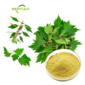 Women Health Ingredient Motherwort Extract