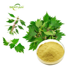 Women Health Ingredient Motherwort Extract