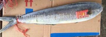 New fish whole round frozen Mahi Mahi 2-4kg
