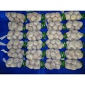 Hot Sale Normal White Garlic 2020
