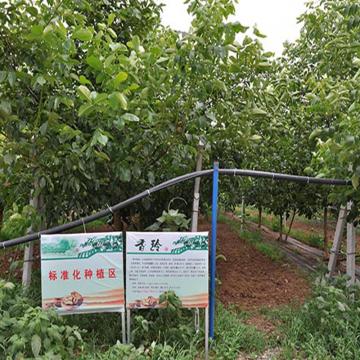 Sales reached the international standard of walnuts