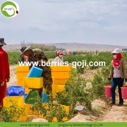 Factory Supply Fruits Bulk Sun Dry Goji Berry