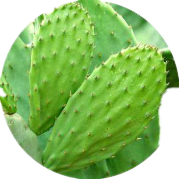 Natural Cactus Extract powder