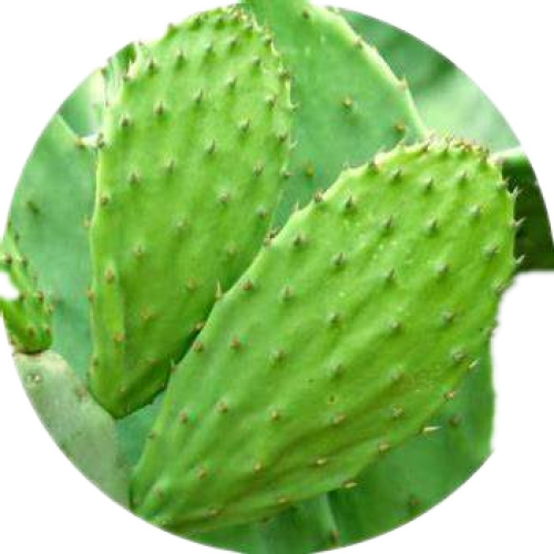 Natural Cactus Extract powder