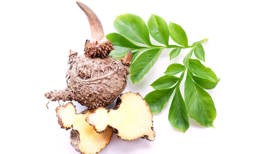 konjac glucomannan