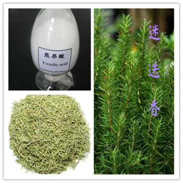 100% Natural Rosemary Extract Ursolic Acid 25% ~98% HPLC