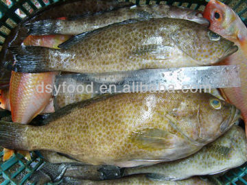 Frozen Grouper Fish