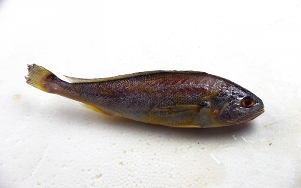 รอบสีเหลือง Corvina คุณภาพสูง รอบสีเหลือง Corvina บน bossgoo.com