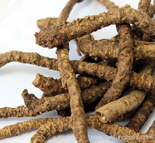 Medicinal Herb Material Coptis Chinensis Huanglian