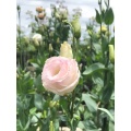 ফার্ম কাট ফ্লাওয়ার আইসক্রিম গোলাপী Lisianthus বিবাহ