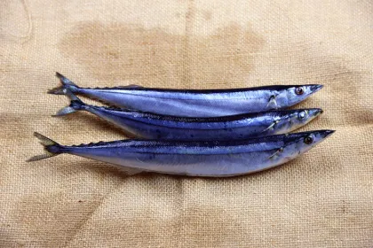 Frozen Pacific Saury For Sale