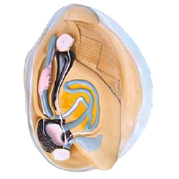 নদীর তীরের শারীরবৃত্তীয় মডেল