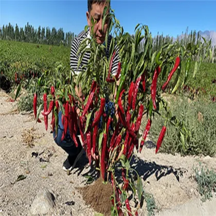 Chilli Powder Sweet Paprika Powder Good Quality