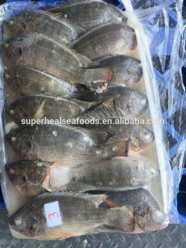 Wholesale Frozen Tilapia Fish W/R 300-500g