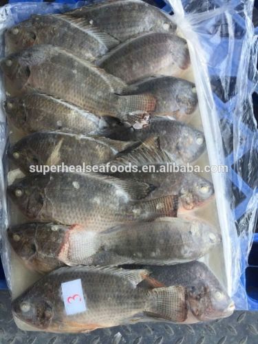 Wholesale Frozen Tilapia Fish W/R 300-500g