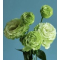 প্রিমিয়াম গ্রিন ফ্রেশ কাট ফ্লাওয়ার Lisianthus পাইকারি