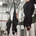 Máquina de gado abattoir: bate sangramento automático transmissor transportado trilho