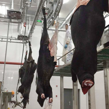 آلة abattoir الماشية: نزف الماشية التلقائي عبر الرأس نقل السكك الحديدية