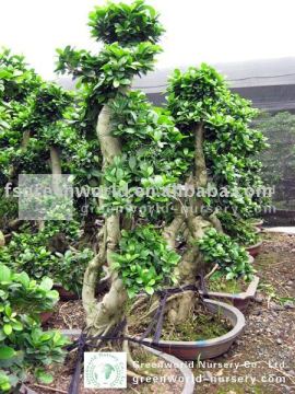 Ficus bonsai tree