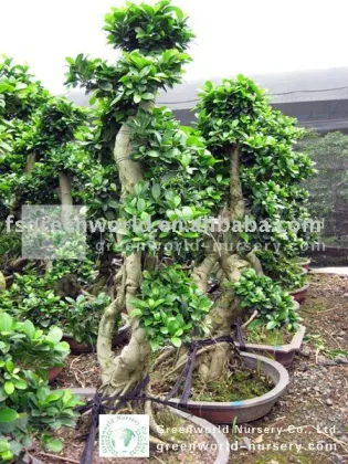 Ficus bonsai tree