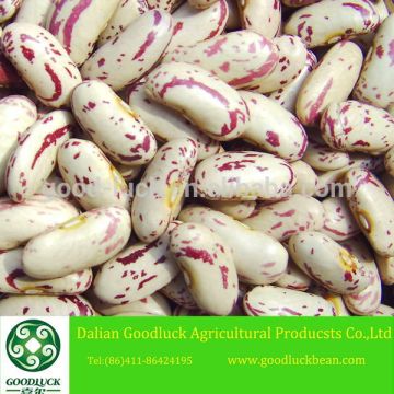 2014 Crop 200~220pcs Purple Speckled Butter Beans