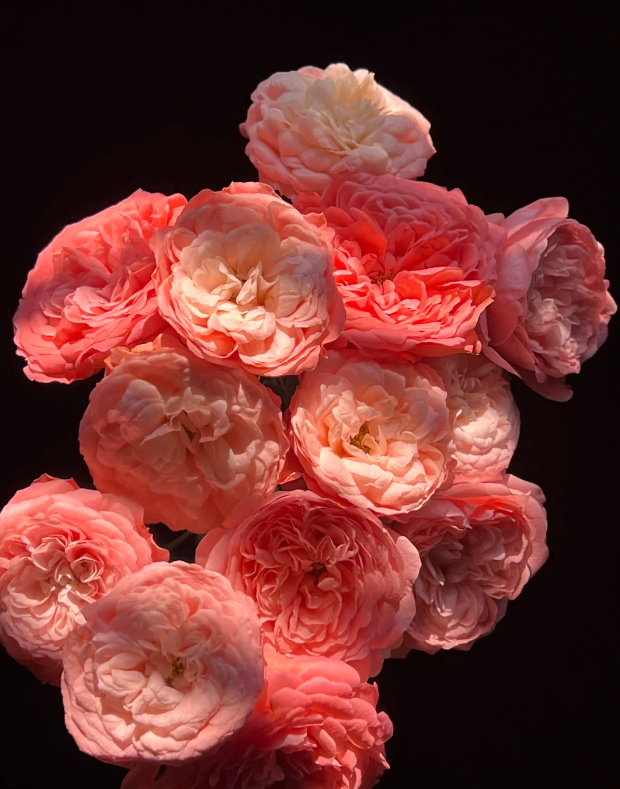 Peach Juice Spray Rose