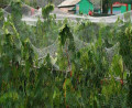 BOP matériel étiré net plante escalade maille