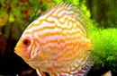 aquarium fish,tropical fish Discus, Angel fish