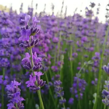 GEKO Food Wellness: Lavender Flowers for Tea - DDP Shipping Offer