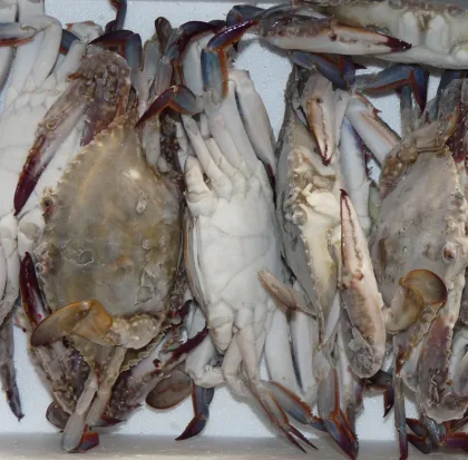 frozen scientific name crab