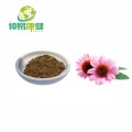 استخراج العناية بالبشرة echinacea purpurea