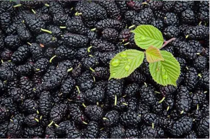 Premium Mulberry Belt Dryer