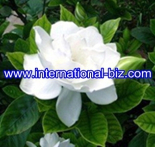 Gardenia yellow