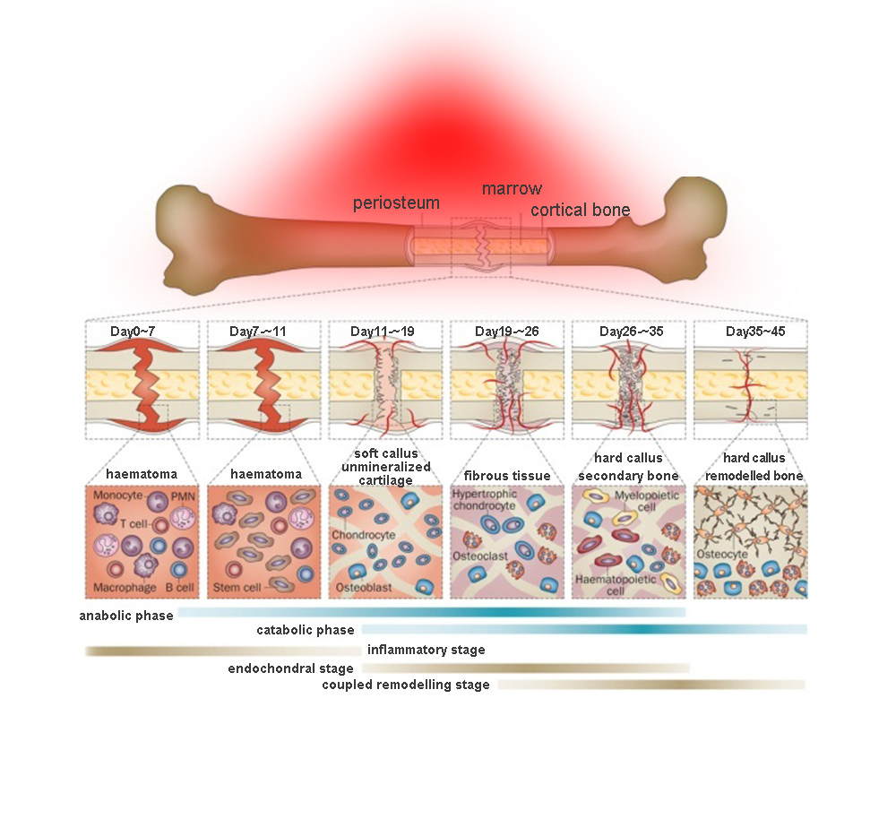 SSCH/Suyzeko 633nm 850nm Led Red Infrared Light Canopy Bed 2.0KW for Skin Rejuvenation