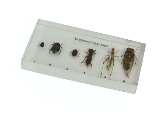 premuim Montessori materials in china