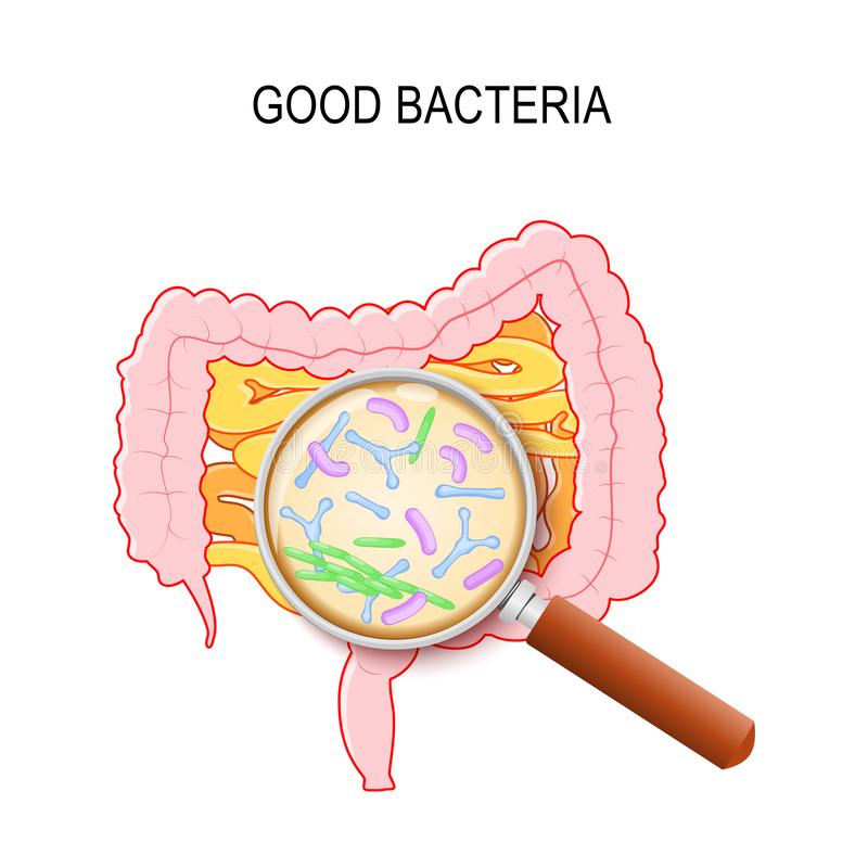 Human Small Intestine Colon Magnifying Glass Close Up Good Bacteria Gut Flora Lactobacillus Bifidobacterium Longum Jpg