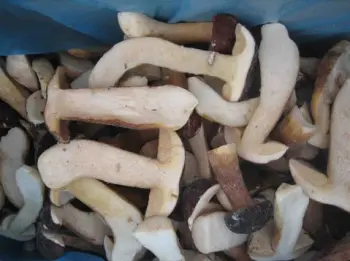 2010 crop IQF boletus edulis (half-cut)