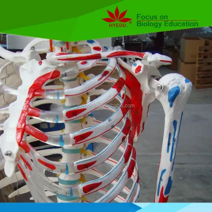 Hand-Painted Human Skeleton Model Showing Muscle Origins and Insertions