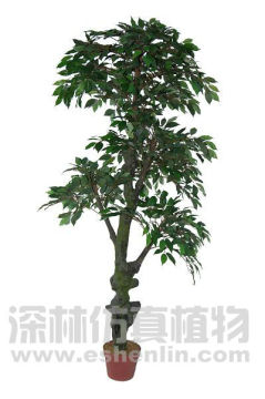 Outdoor Banyan tree (landscaping plants shrubs)