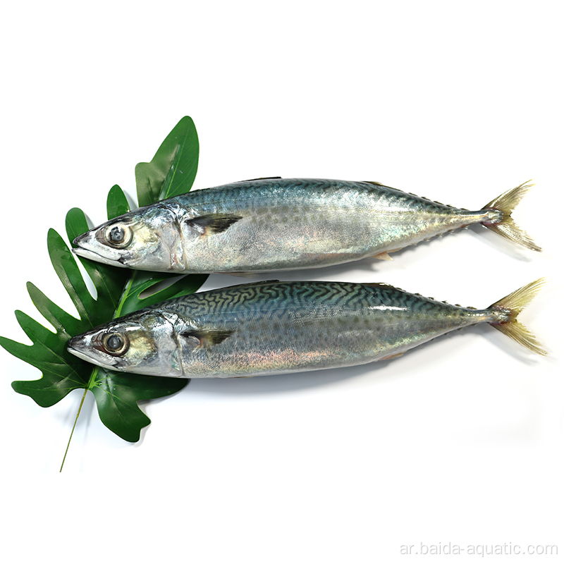 Frozen Pacific Mackerel Fish 20 And 25