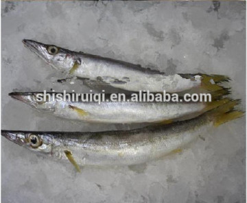 SEAFROZEN PACIFIC SAURY WHOLE ROUND