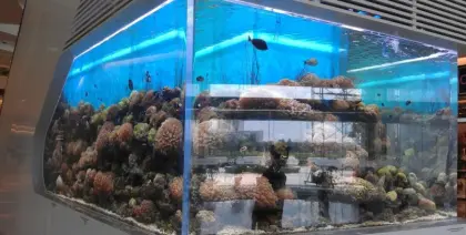 large acrylic aquarium fish tank for restaurant