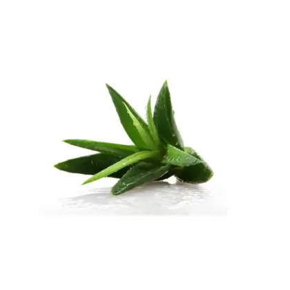 Aloe Vero Freeze-Dried Lyophilized Extract Powder 100:1 Wholesale price with high quality aloe vero powder extract