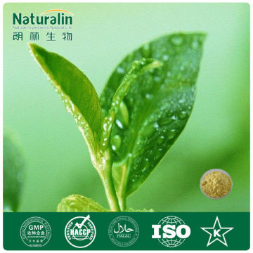 Organic Water Soluble Green Tea Extract