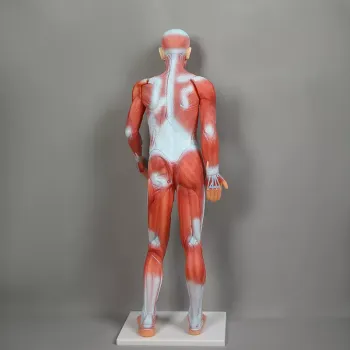 Interactive Learning Tools for Biological Muscle Anatomy: Exploring the Human Body with Whole Body Mannequins and Educational Models