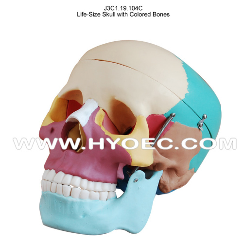 Life-Size Skull with Colored Bones-J3C1.19.104C