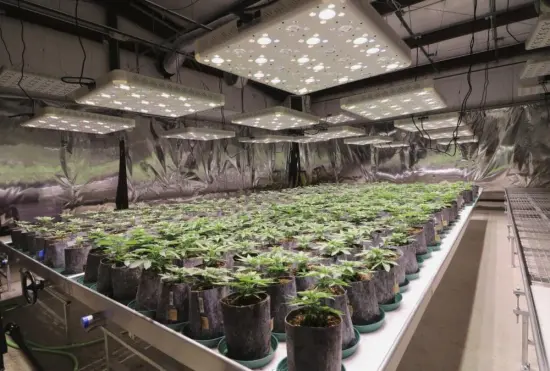 Full Spectrum LED Grow Lights for Planting Lighting