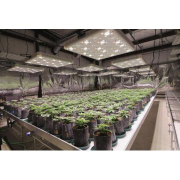 Full Spectrum LED Grow Lights voor het planten van verlichting